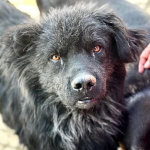 IMANI (♂) - ausgereist DR 28.03.25