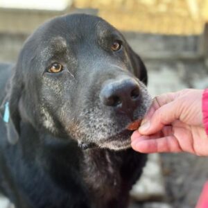 SHAKESPEARE (♂) - vermittelt Manuela