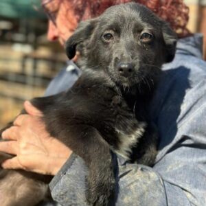 SHIRIN (♀) - vermittelt MD