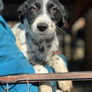 SNOOPS (♂) - ausgereist zu Vierbeiner in Not