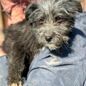 LEIA (♀) - auf PDR PS im PLZ Bezirk 71 - vermittelt