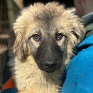 INNOCENT (♀) - vermittelt Manuela