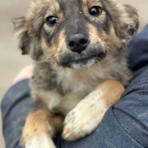 RICI (♂) - NOTFALL - Welpe, wurde gebissen, sitzt allein im Käfig - vermittelt Lorraine