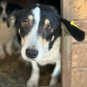 IRMY (♀) - auf PDR PS im PLZ Bezirk 63 - vermittelt