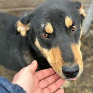 AMIQ (♂) - ausgereist zur Hundescheune Fläming (AL)