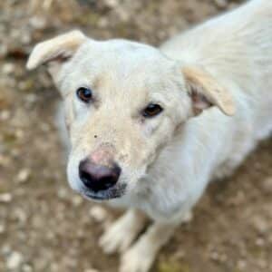 POLDY (♂) - vermittelt Manuela