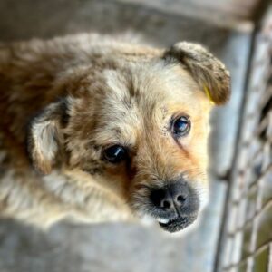 OPI KARLSON (♂) - RBB 04/24