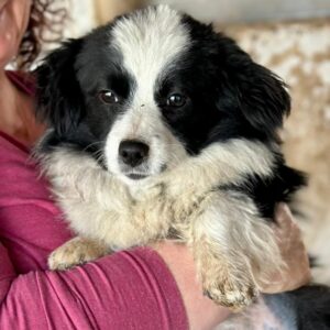 ATLANTA (♀) - vermittelt MD