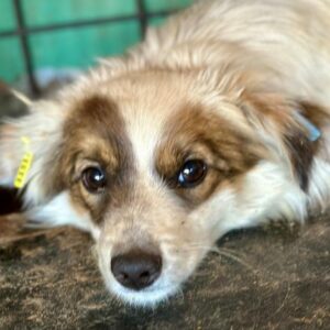 DANJA (♀) - ausgereist zur Hundescheune Fläming