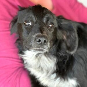 VINITA (♀) - RBB 05/24