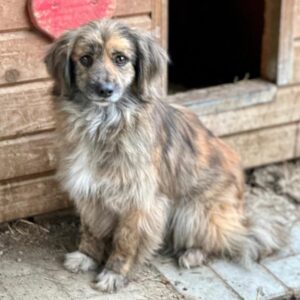 BONAPARTE (BONI) - ausgereist zu SK (GC)