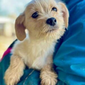 FELIPA (♀) - vor Ort vermittelt 04/24