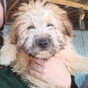 TATE (♂) - ausgereist zur Hundescheune Fläming