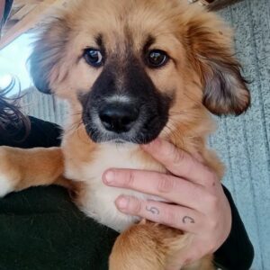 OLI (♂) - sollte bald ausreisen, bevor er unsicherer wird - reserviert Tierhilfe Lebenswert DR - vermittelt