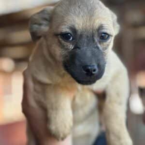 LILLIAN (♀) - ausgereist zu Vergessene Pfoten Stuttgart