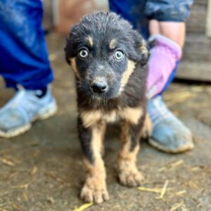 KARAN (♂) - NOTFALL: sehr dünn, wird bereits unsicher - ausgereist zur Hundescheune Fläming