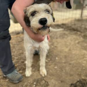 HILDUR (♀) - ausgereist nach DE (Mihaela) 24.01.2025