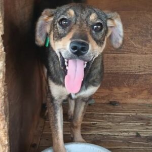 RUNA (♀) - reserviert Tierhilfe Lebenswert DR – vermittelt 11.10.24