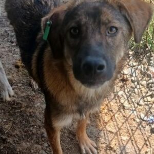 ANARA (♀) - reserviert Tierhilfe Lebenswert DR - vermittelt 08.11.24