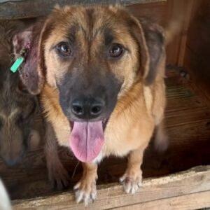 PATCH (♂) - ausgereist zu Tierhilfe Lebenswert DR 10.2024