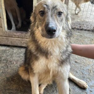 FERGUS (♂) - vermittelt BD