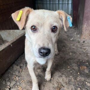 DOBBI (♂) - ausgereist zur Tierhilfe Lebenswert