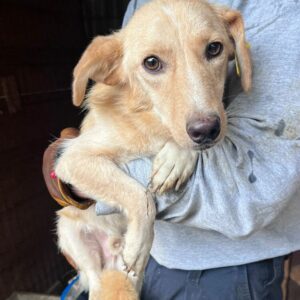 CHEERIO (♂) - reserviert Tierhilfe Lebenswert DR - vermittelt 25.10.24