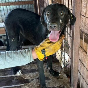 URS (♂) - Hautprobleme (08/2024) - ausgereist zur Tierhilfe Lebenswert DR 22.11.24