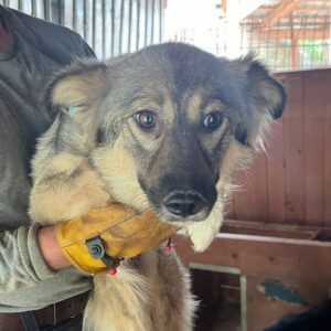 RHEENEE (♀) - auf PS im PLZ Bereich 21 - vermittelt