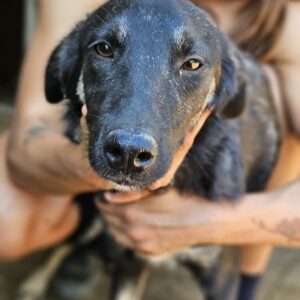 KAZUKO (♀) - auf PS im PLZ Bereich 92 (JW) - vermittelt