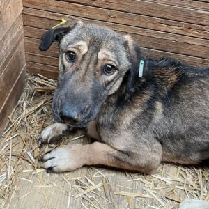 FARAH (♀) - RBB 12/24