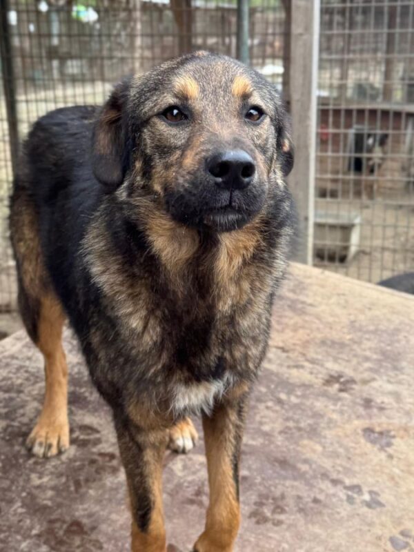 SANDOR (♂) – Bild 3