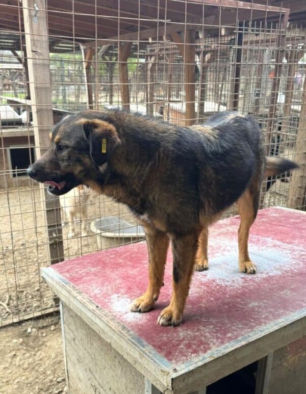 SANDOR (♂) – Bild 2
