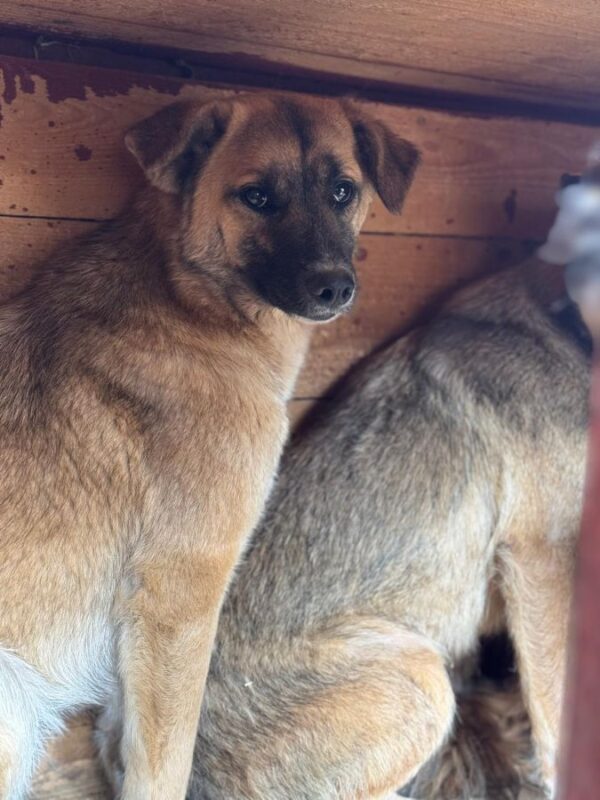 THEODORO (♂) – Bild 8