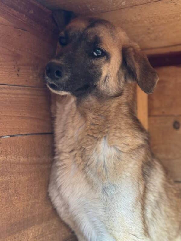 THEODORO (♂) – Bild 2