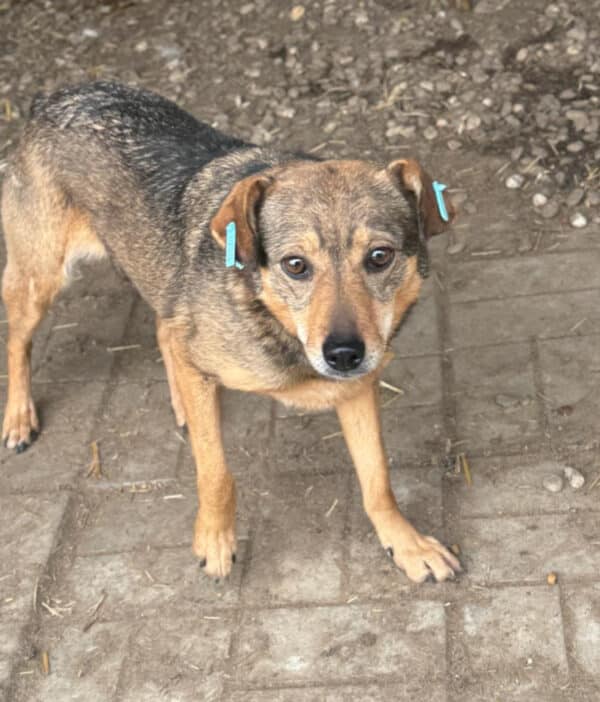 REVA (♀) – Bild 2