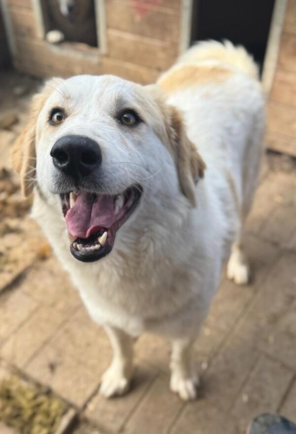 DUKE (♂) – Bild 2