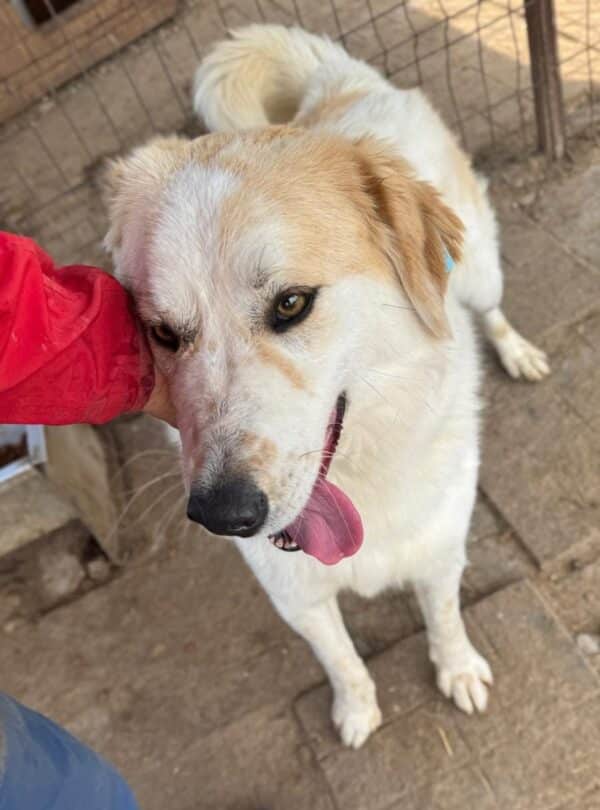 DUKE (♂) – Bild 4