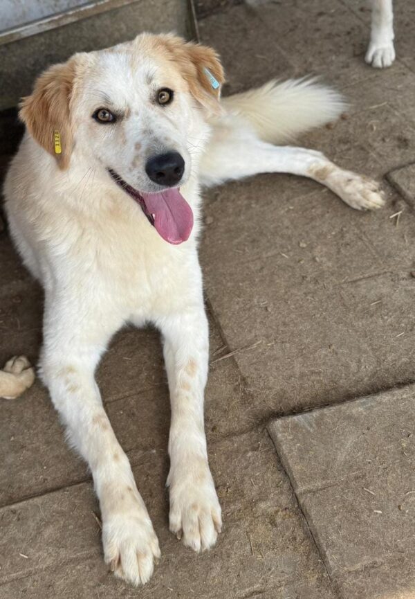 DUKE (♂) – Bild 3