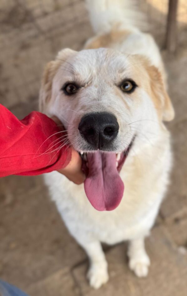 DUKE (♂) – Bild 6