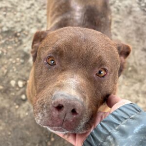 GRUMMI (♂) - NOTFALL - starke Hautprobleme - Vermittlung nur nach AT - seit mind. 2023 im Shelter