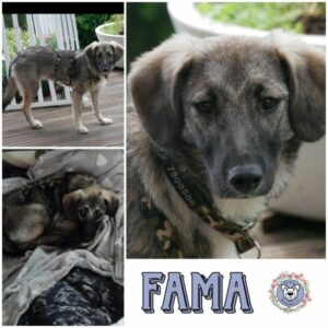 FAMA (♀) in 21493 Möhnsen - vermittelt