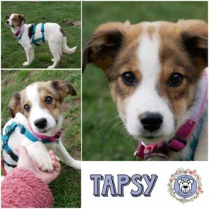 TAPSY (♀) in 21493 Möhnsen - vermittelt