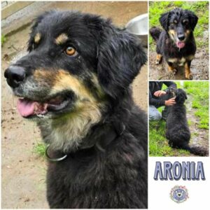 ARONIA (♀) in 97525 Schwebheim - vermittelt