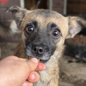 LULO (♂) - bereits unsicher, sollte dringend ausreisen!