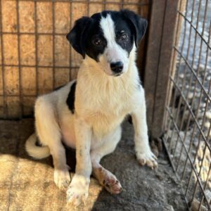 ROSI (♀) - ausgereist zur Hundescheune Fläming