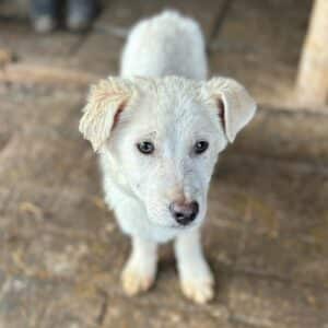 PUCKI (♀) - ausgereist zur Hundescheune Fläming