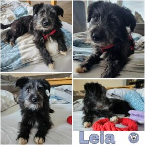 Leia (♀) 71729 Erdmannhausen - vermittelt