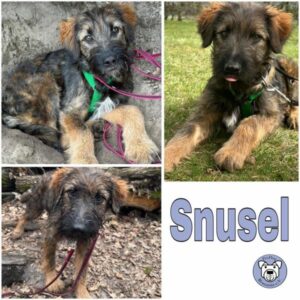 SNUSEL (♂) in 12587 Berlin - vermittelt