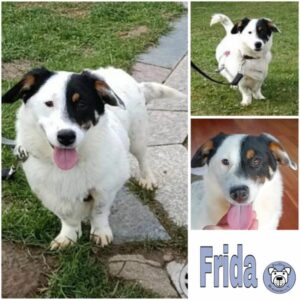 Frida (♀) in 95615 Marktredwitz - vermittelt